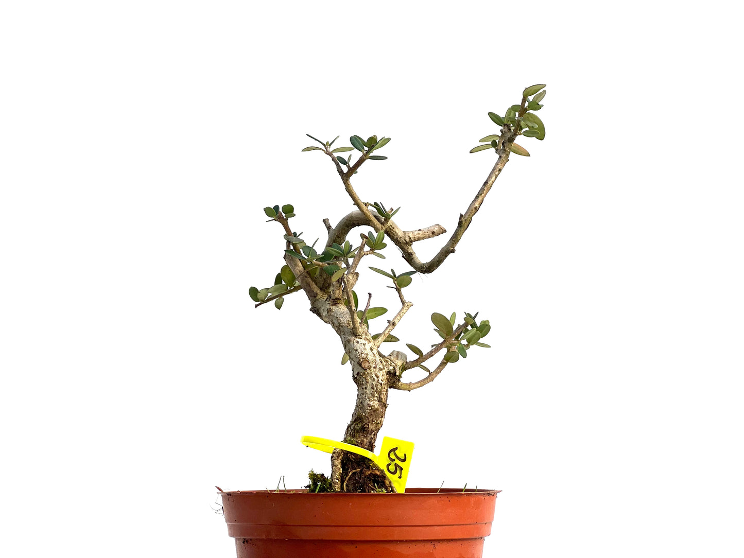 Olea Europaea Sylvestris 3125