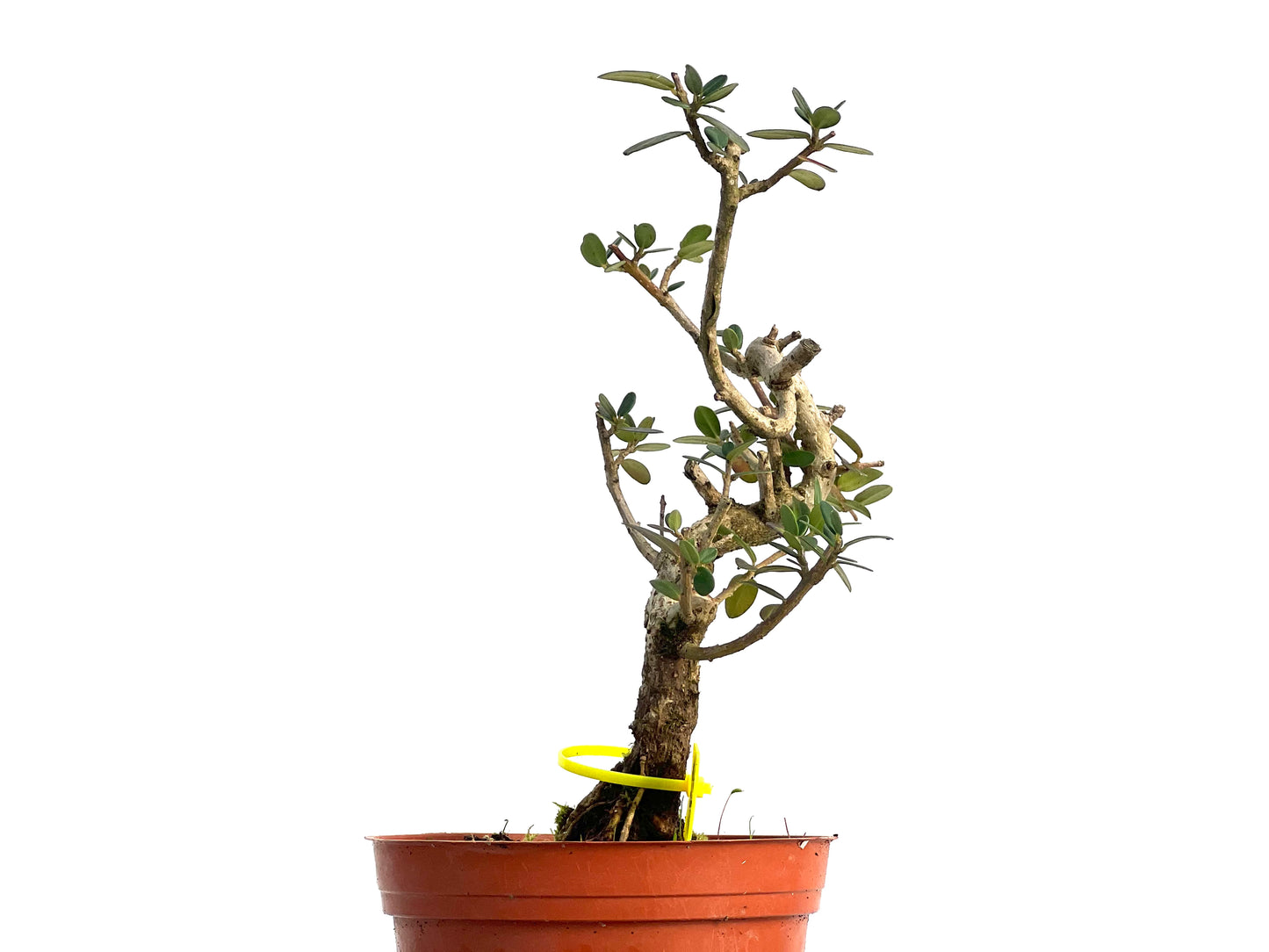 Olea Europaea Sylvestris 3125