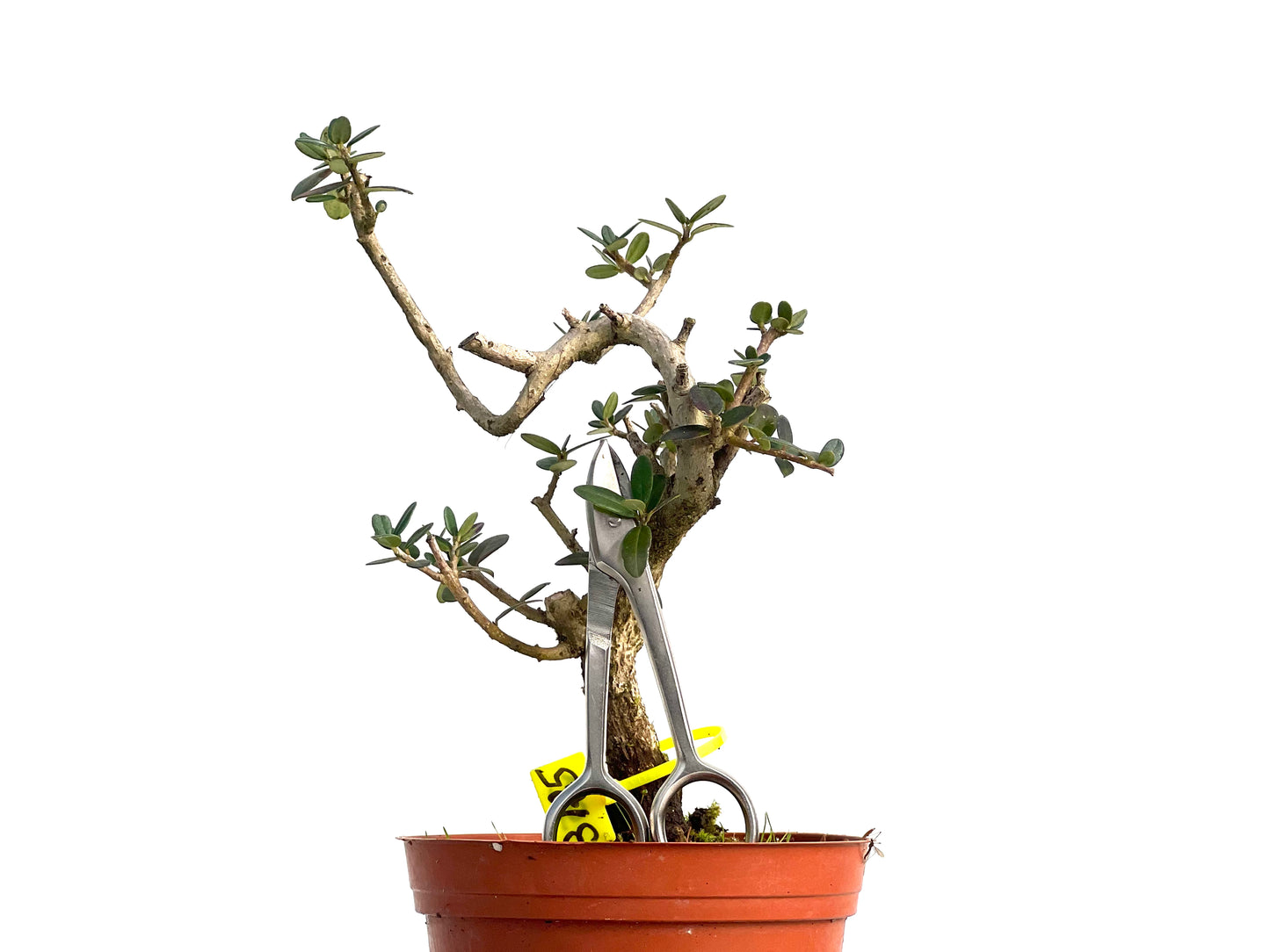 Olea Europaea Sylvestris 3125