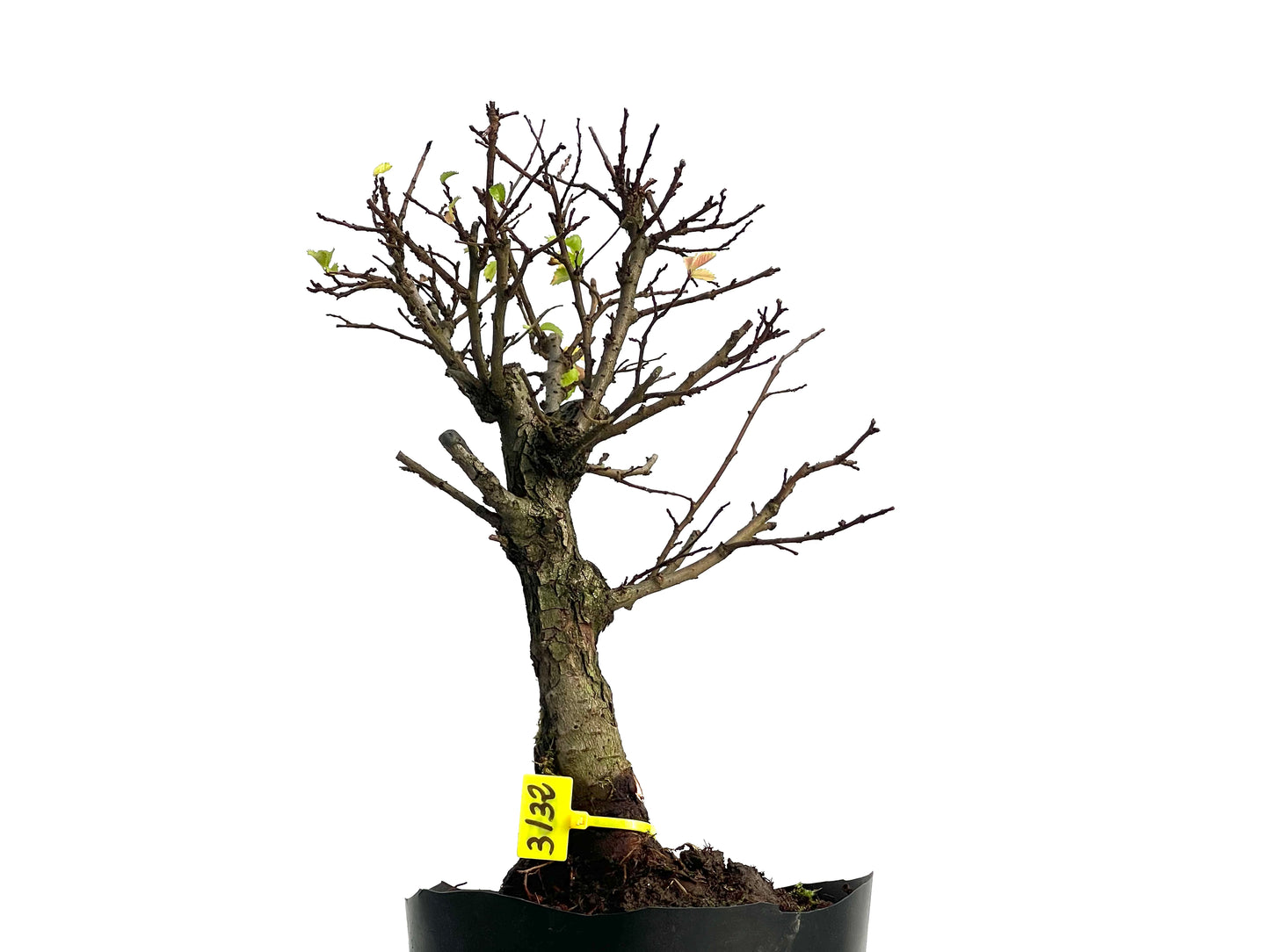 Olmo Nire Keyaki 3132