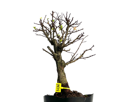 Olmo Nire Keyaki 3132