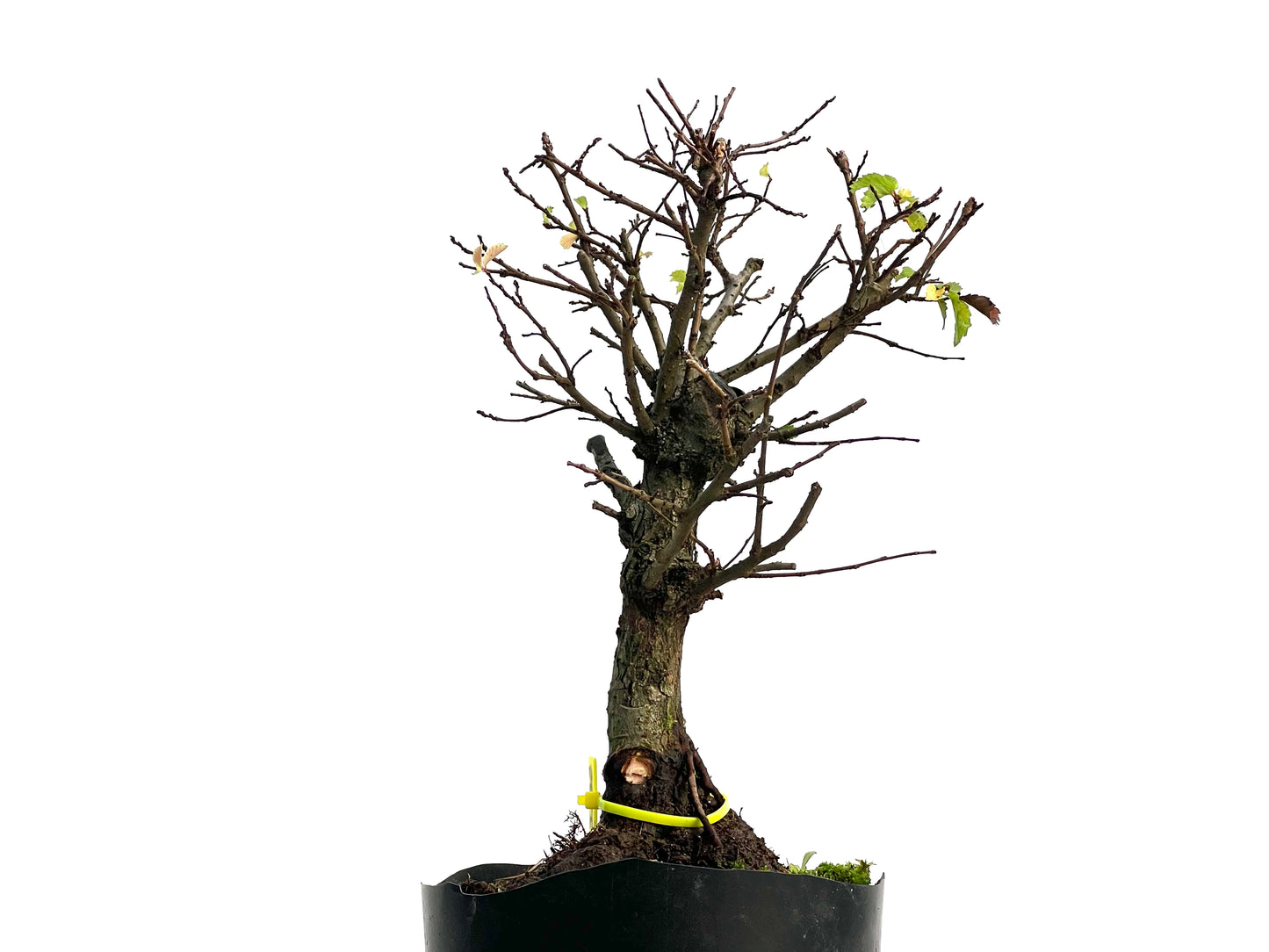 Olmo Nire Keyaki 3132