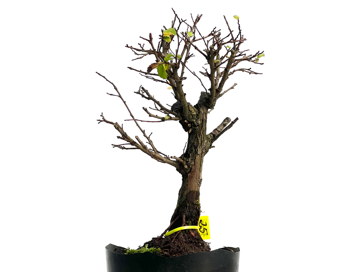 Olmo Nire Keyaki 3132