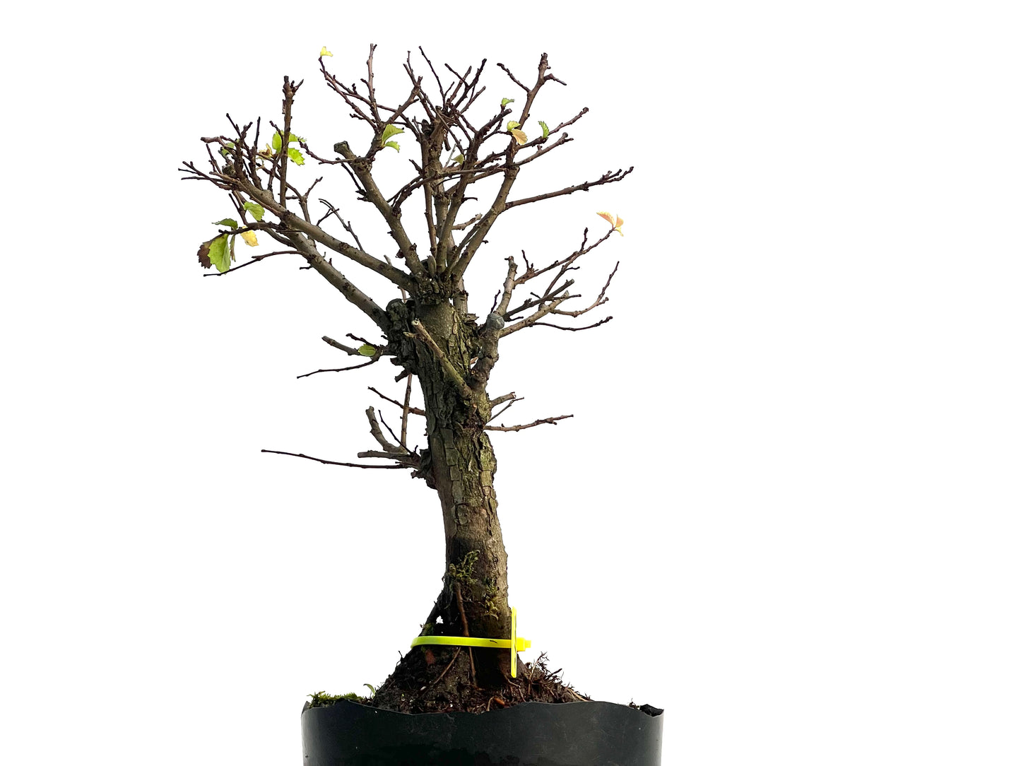 Olmo Nire Keyaki 3132