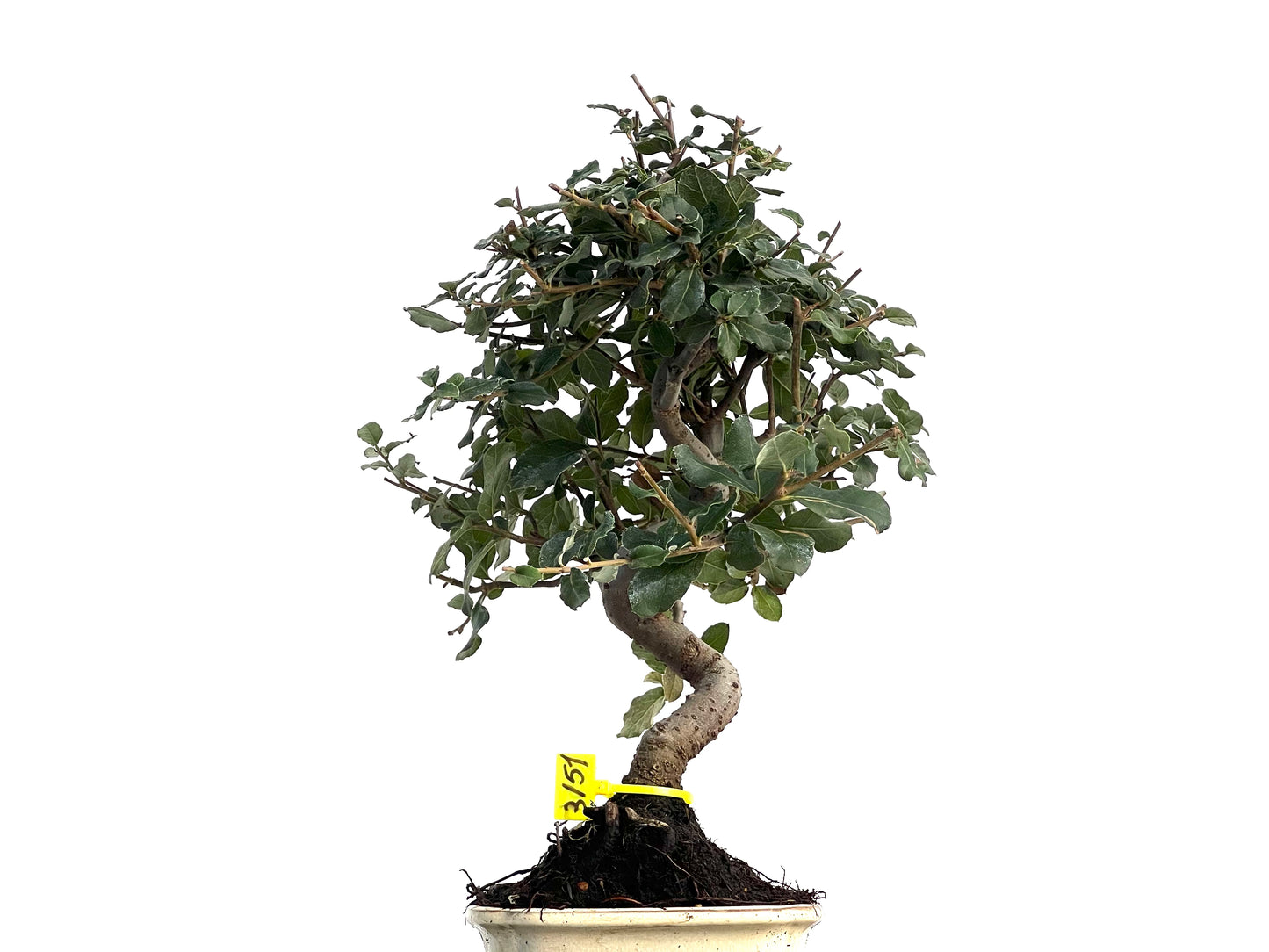 Quercus Suber 3151