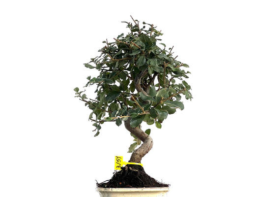 Quercus Suber 3151