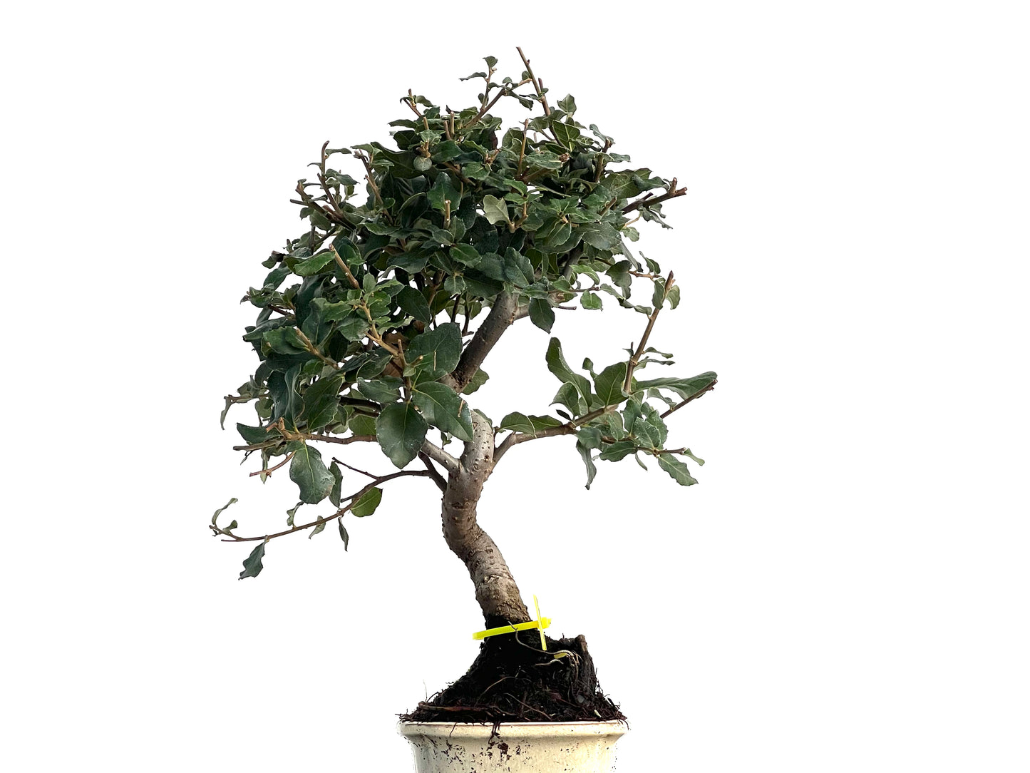 Quercus Suber 3151