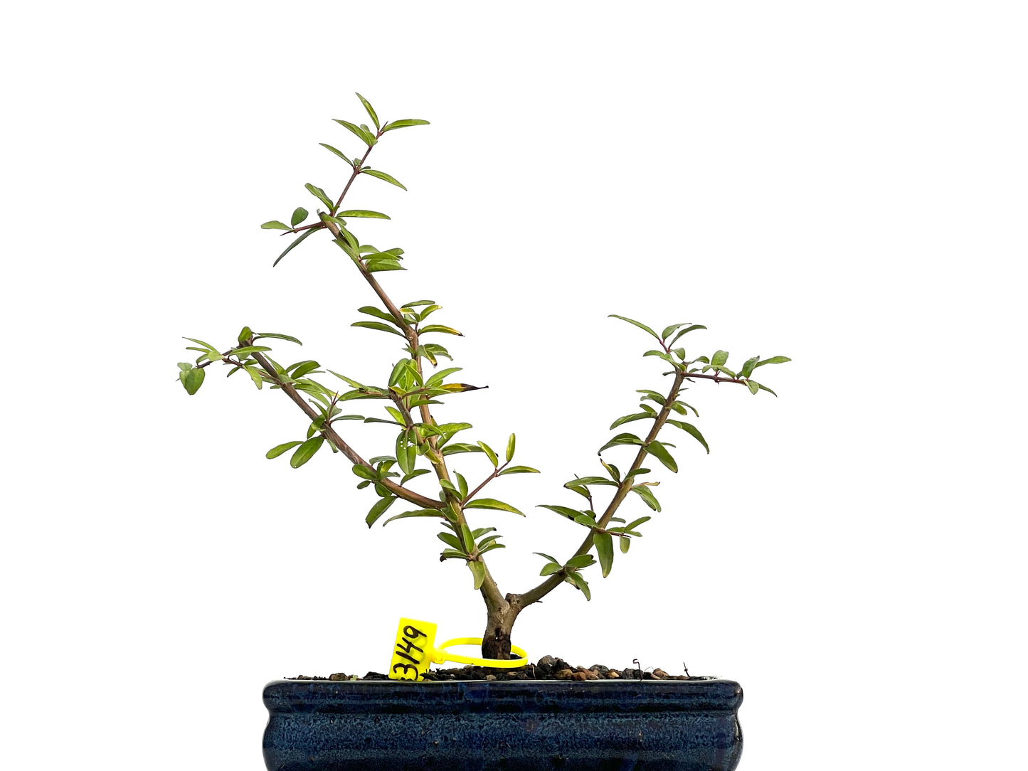 Punica Granatum Nejikan 3149