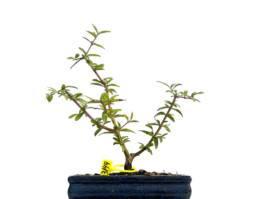 Punica Granatum Nejikan 3149