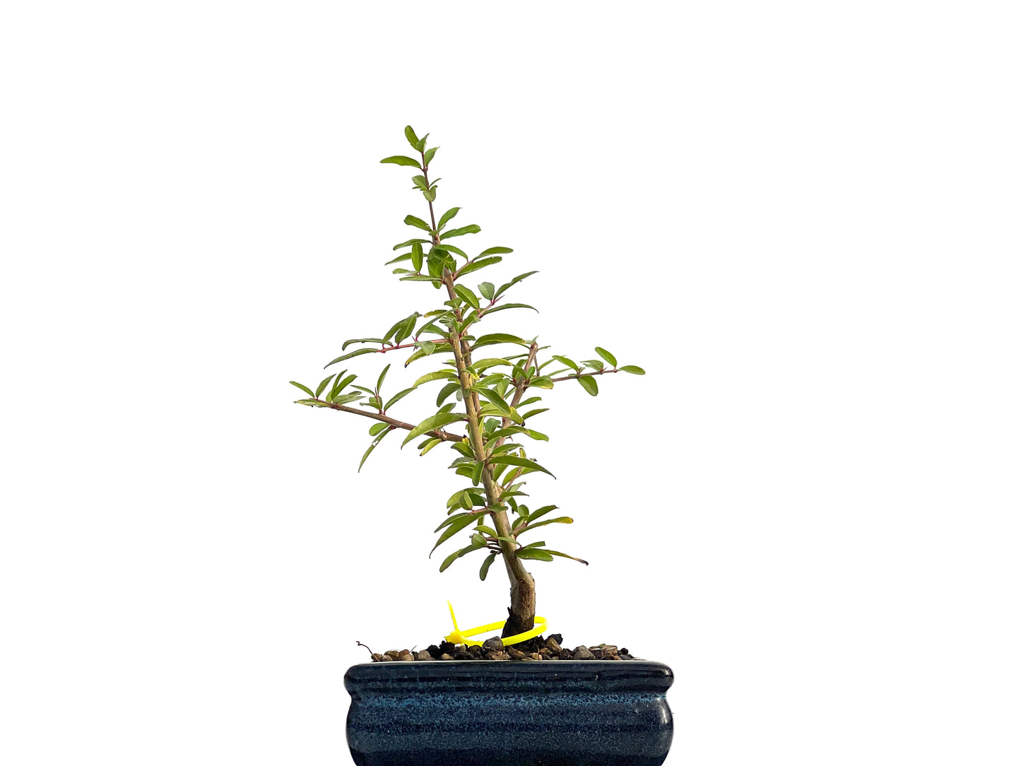 Punica Granatum Nejikan 3149