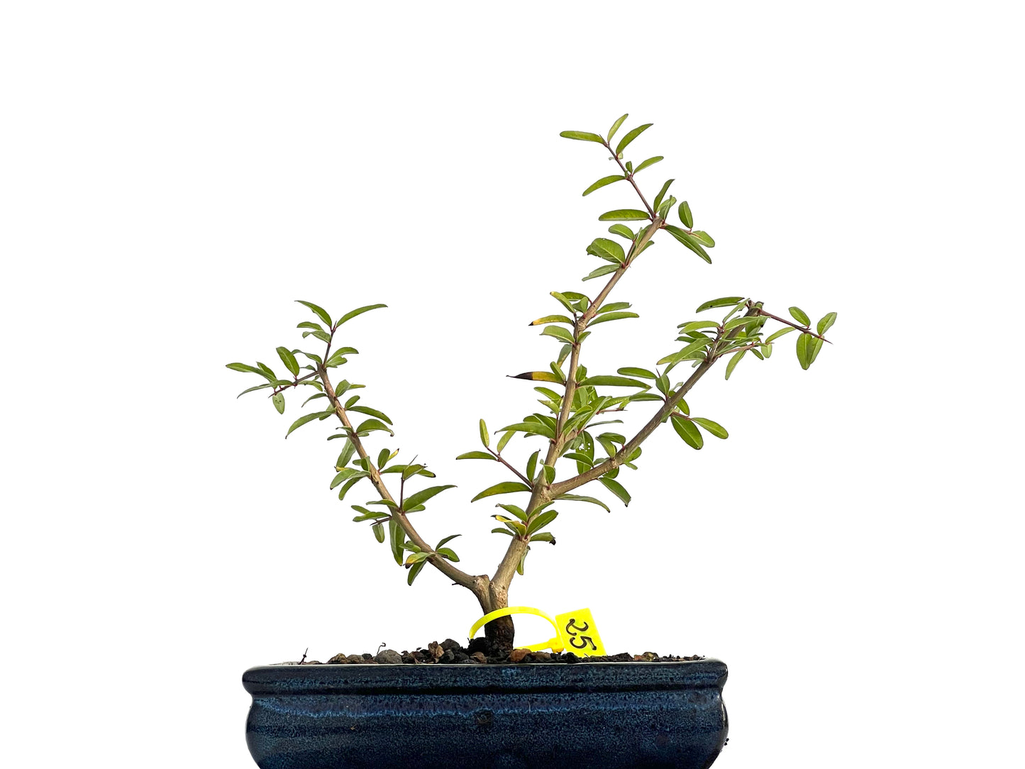 Punica Granatum Nejikan 3149