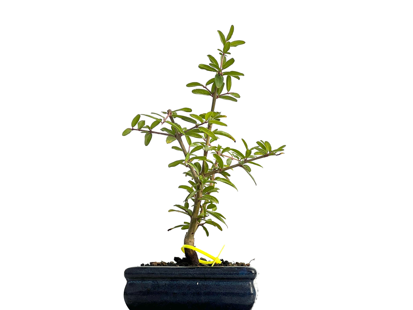 Punica Granatum Nejikan 3149