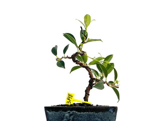 Ficus Tiger Bark 3148