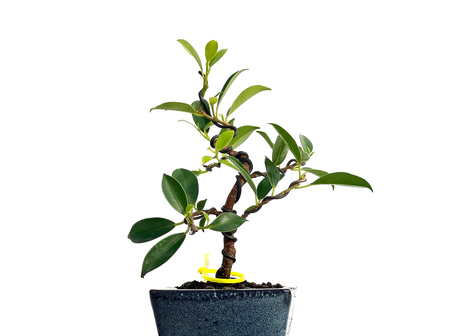 Ficus Tiger Bark 3148