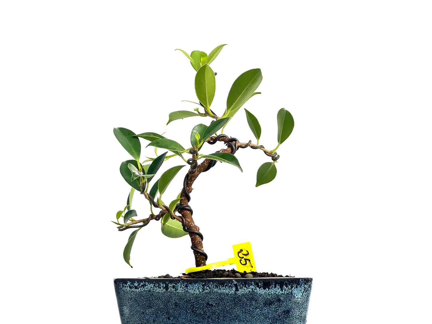 Ficus Tiger Bark 3148