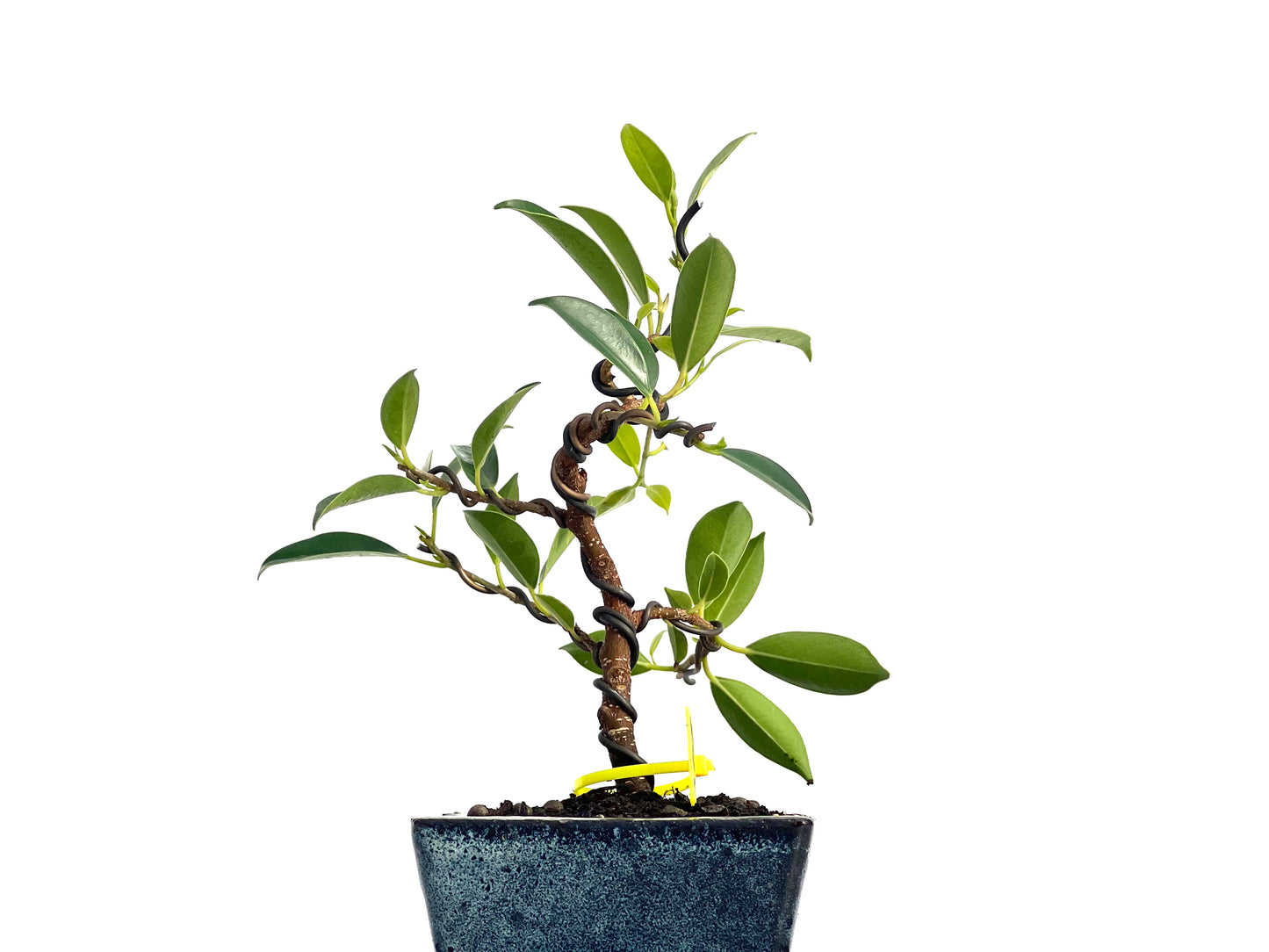 Ficus Tiger Bark 3148