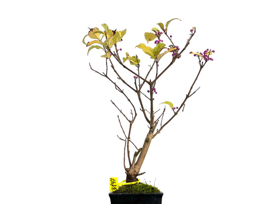 Callicarpa Japonica 3147