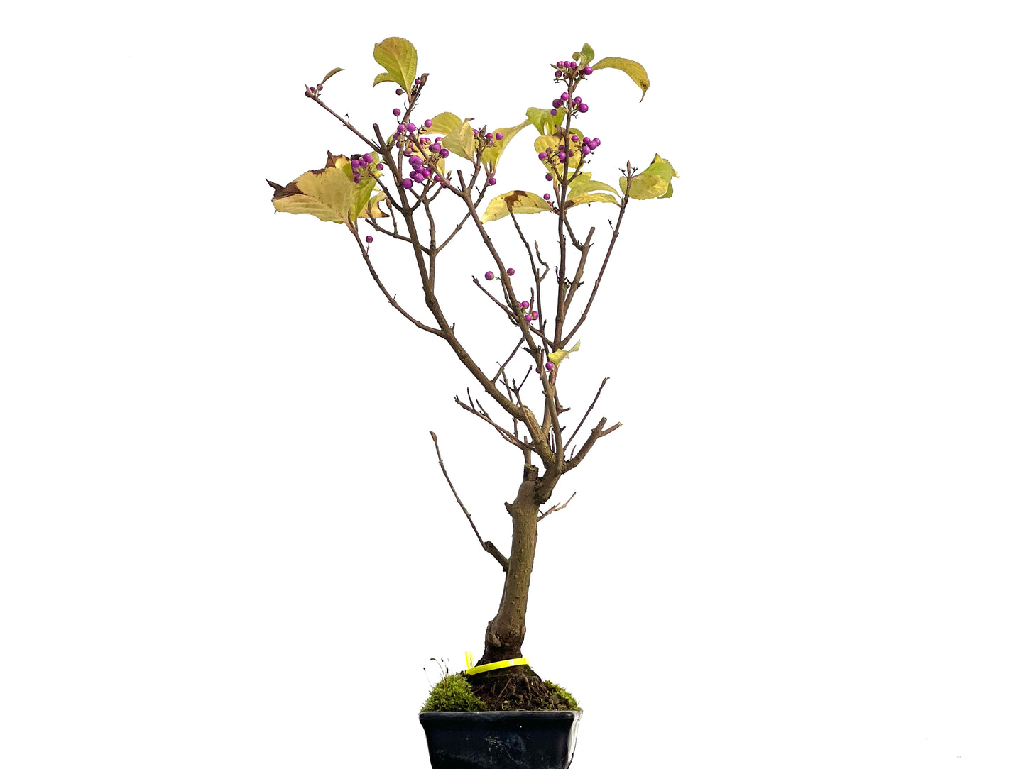 Callicarpa Japonica 3147