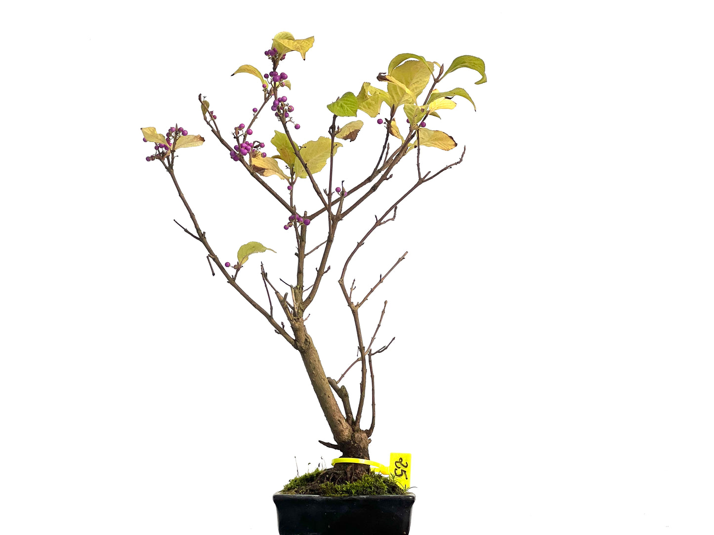 Callicarpa Japonica 3147