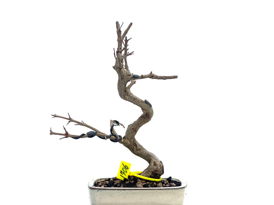 Punica Granatum Nejikan 1706
