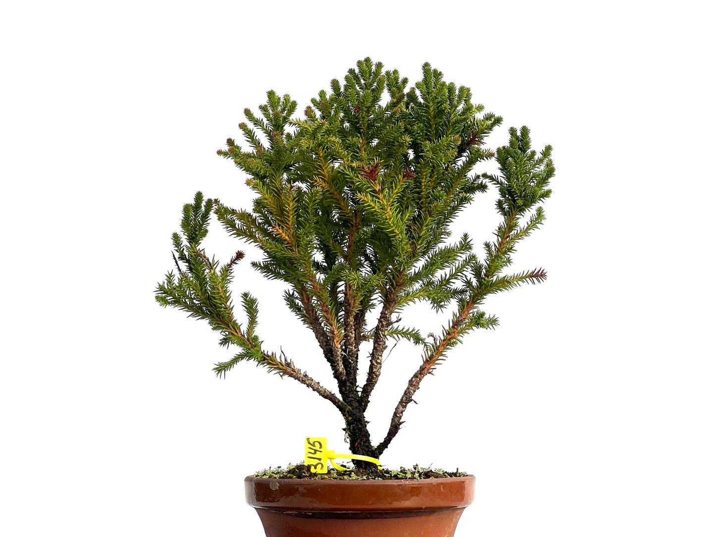 Cryptomeria Japonica 3145