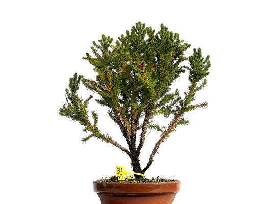 Cryptomeria Japonica 3145