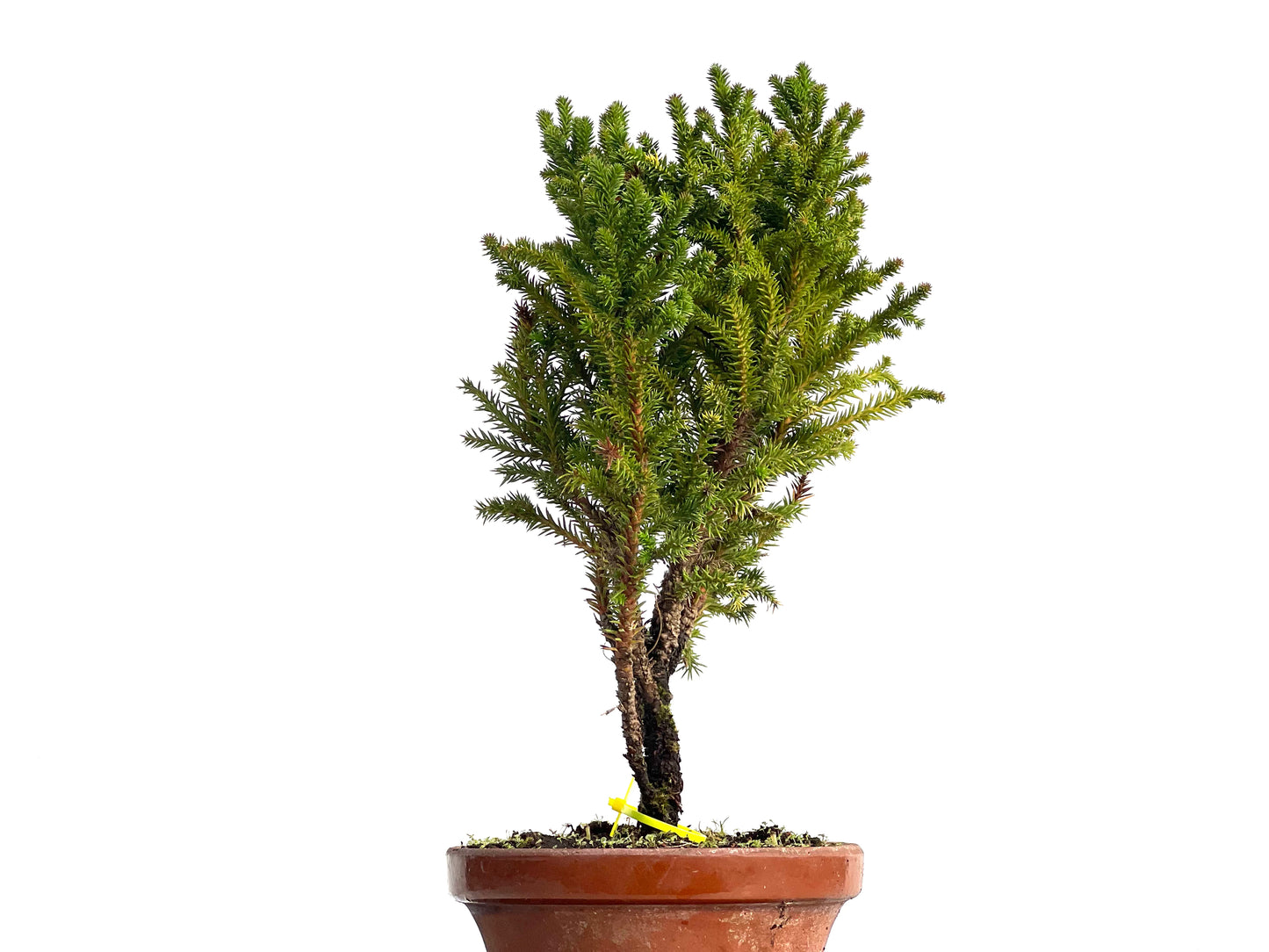 Cryptomeria Japonica 3145