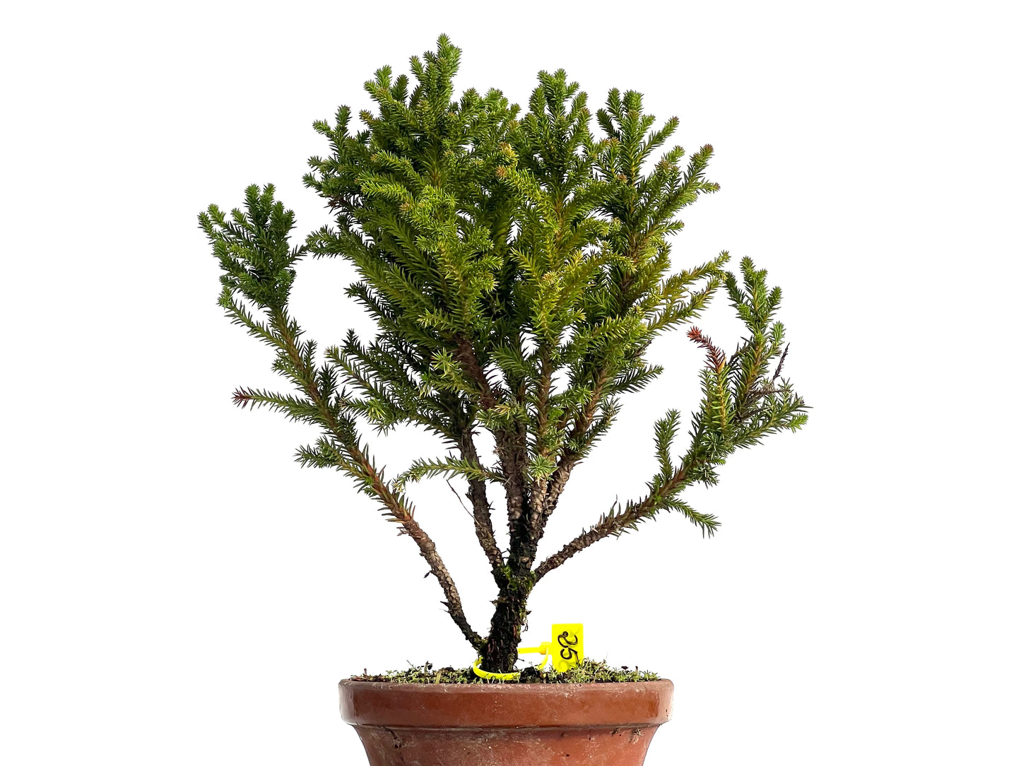 Cryptomeria Japonica 3145