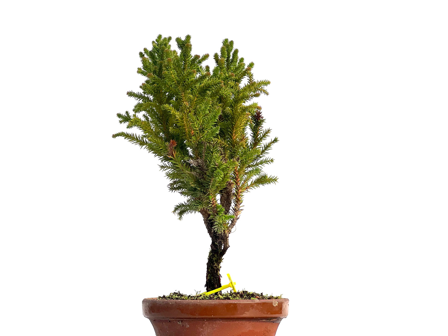 Cryptomeria Japonica 3145