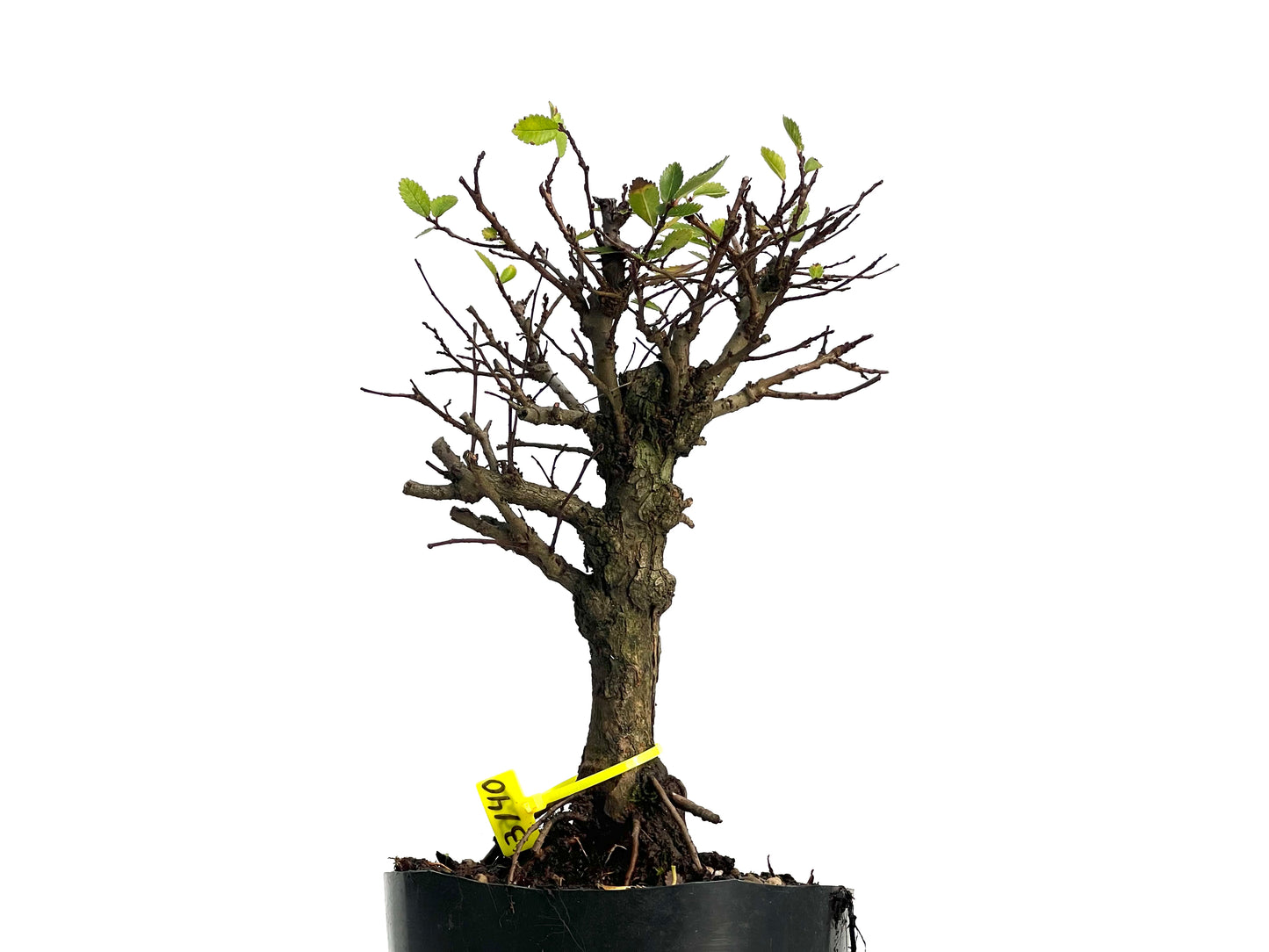 Omo Nire Keyaki 3140