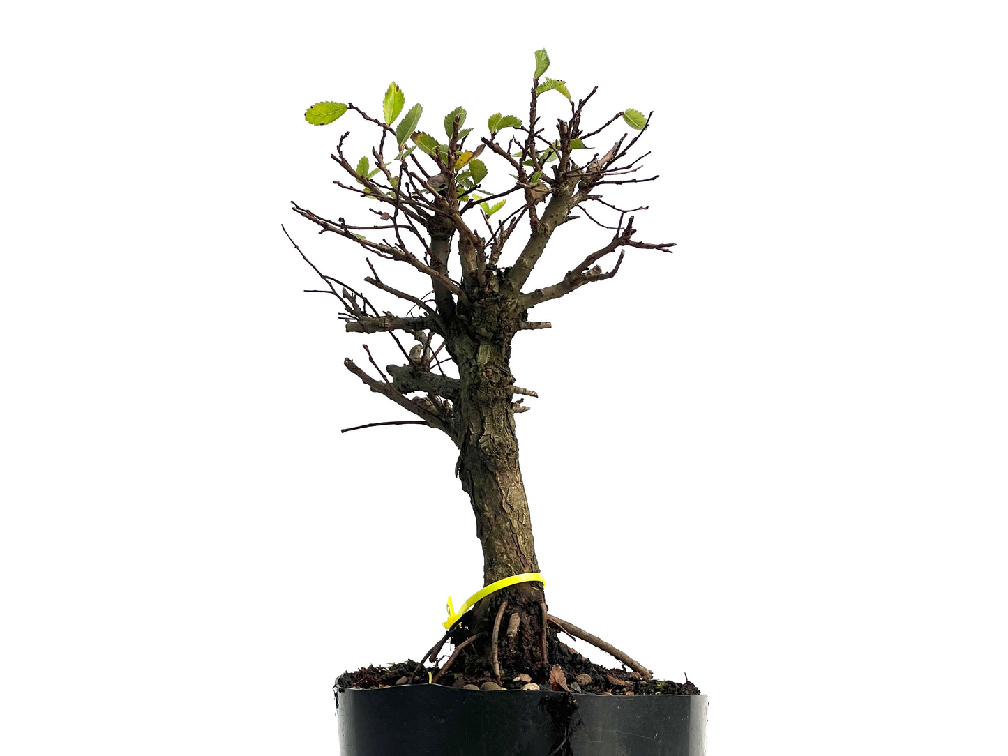 Omo Nire Keyaki 3140