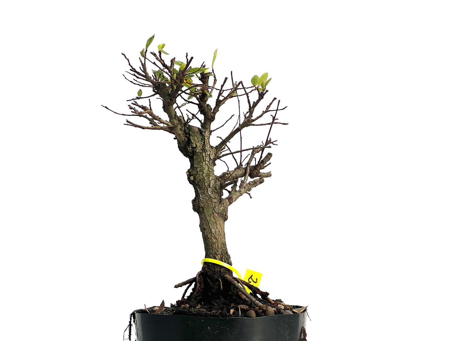 Omo Nire Keyaki 3140