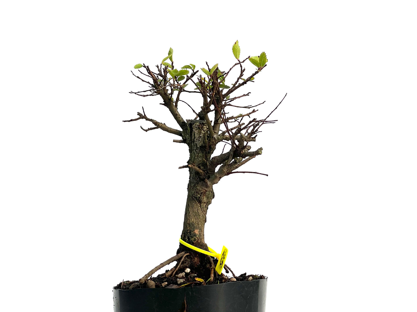 Omo Nire Keyaki 3140