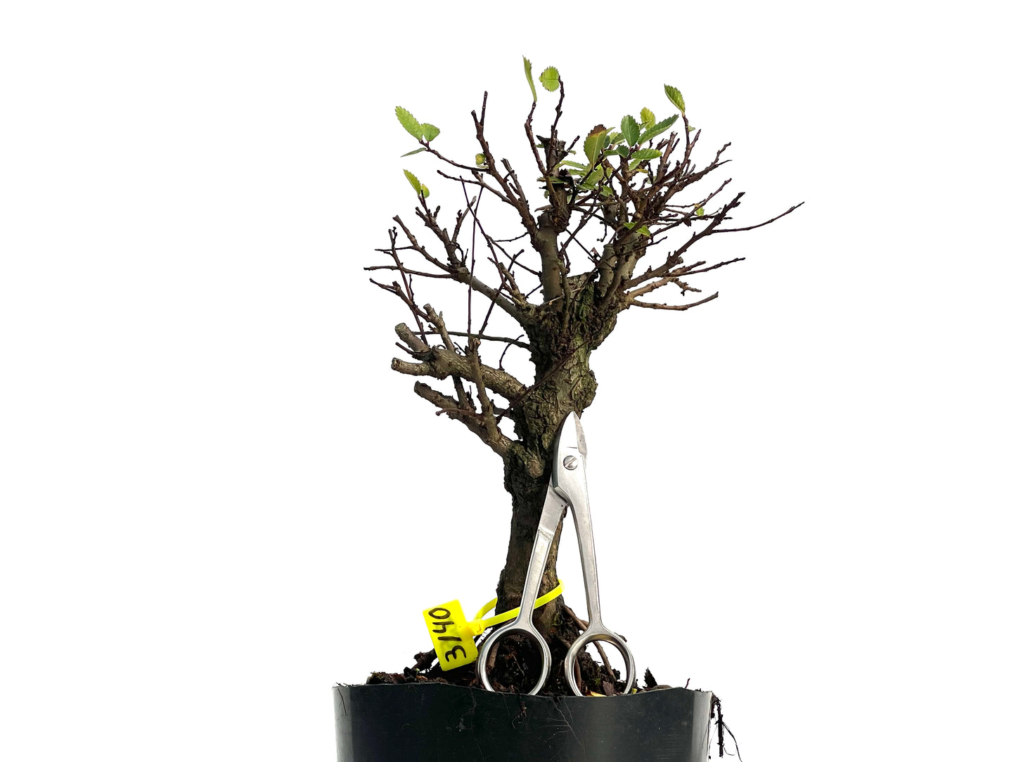 Omo Nire Keyaki 3140