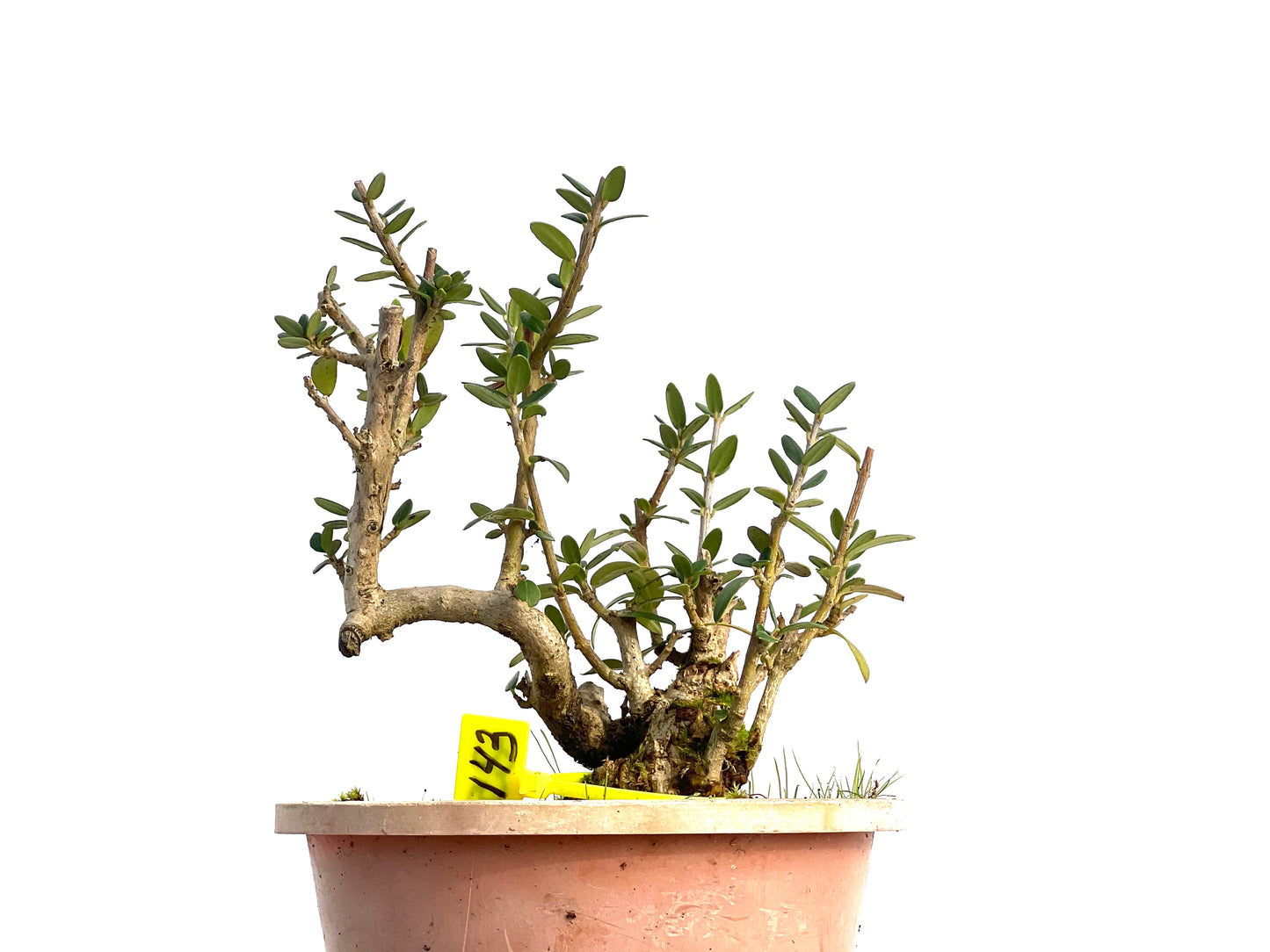 Olea Europaea Sylvestris 3143