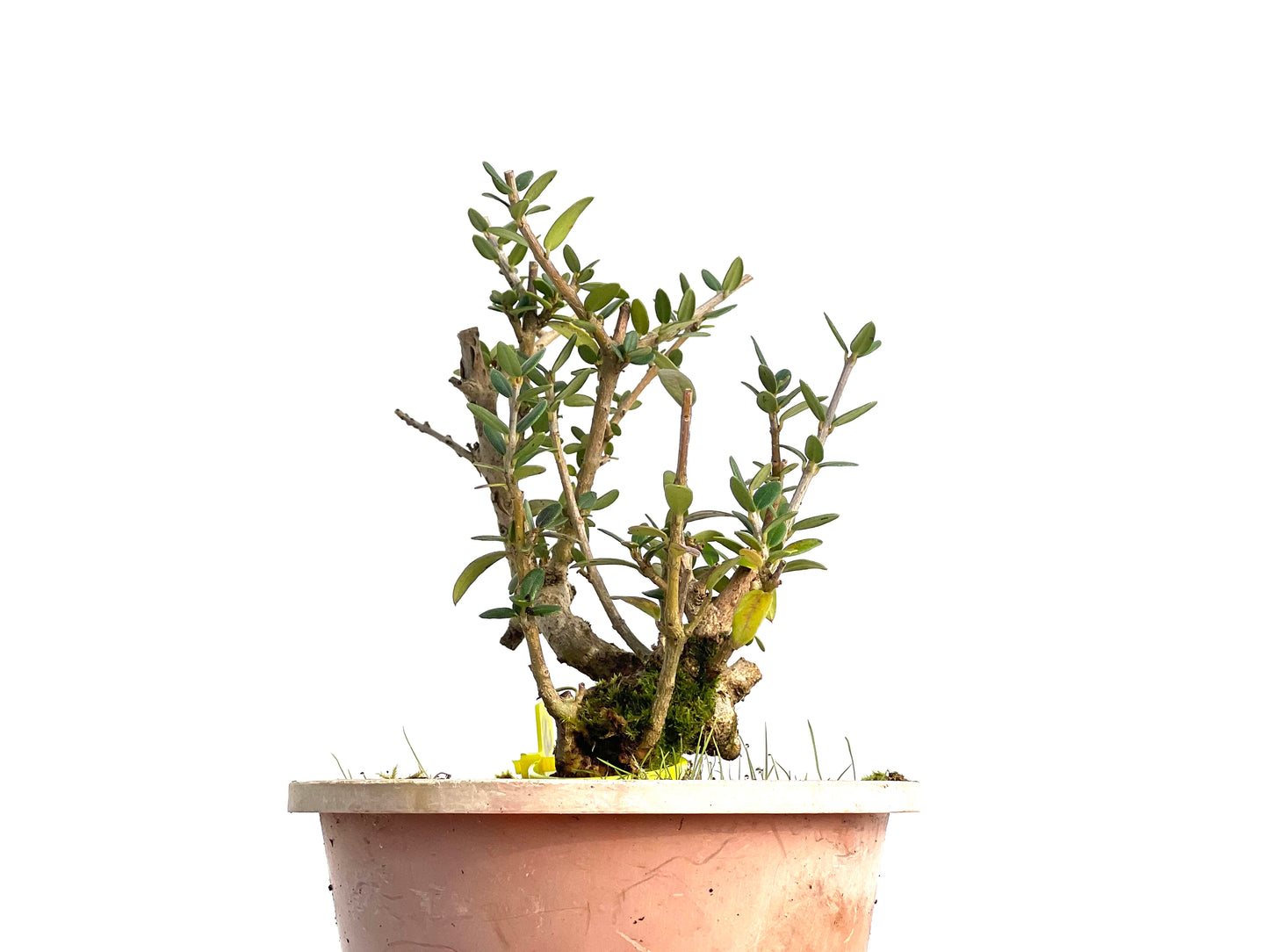 Olea Europaea Sylvestris 3143