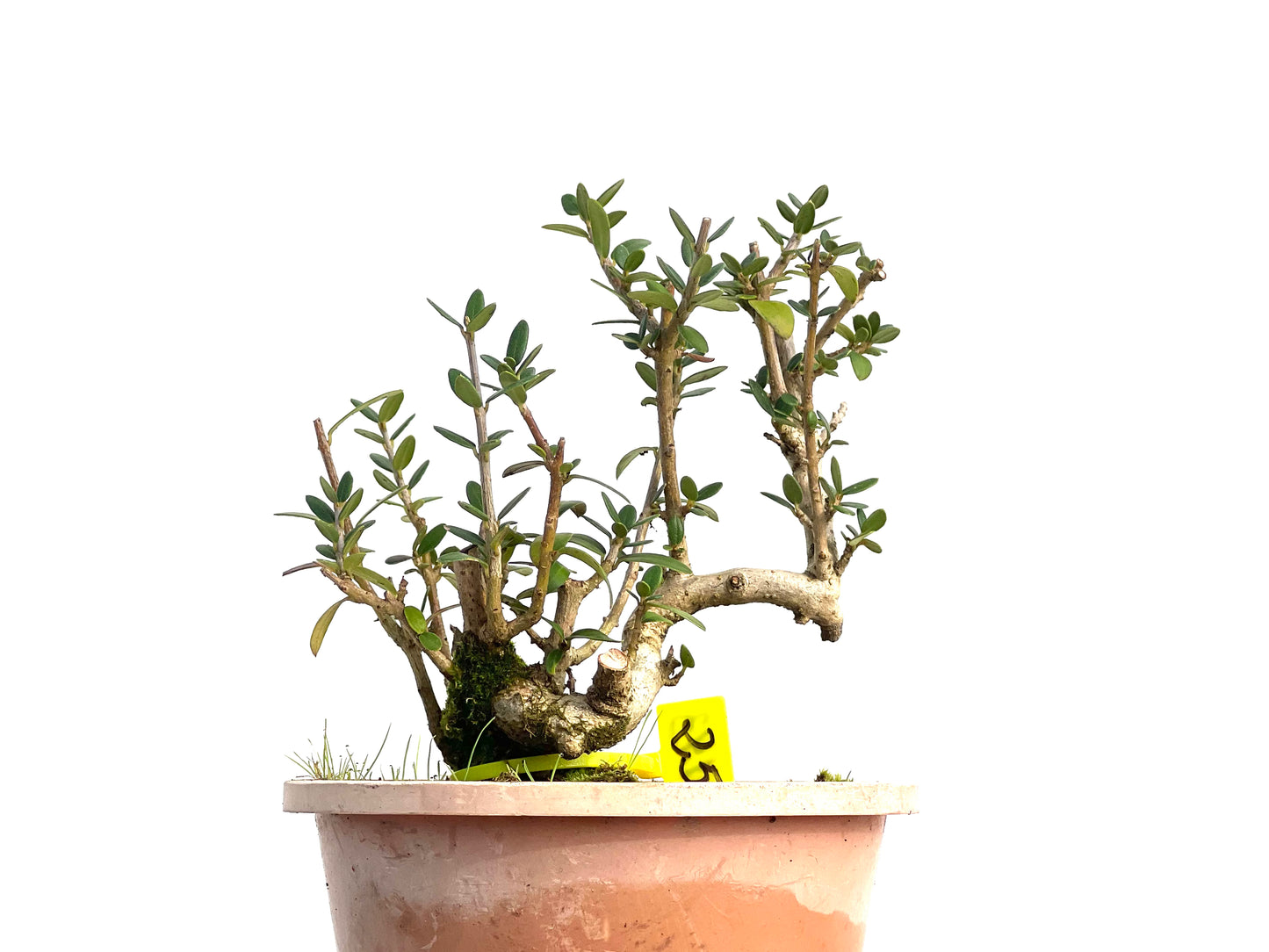 Olea Europaea Sylvestris 3143