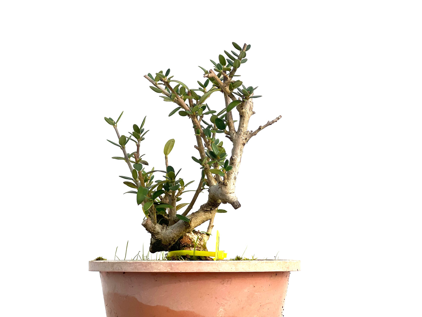 Olea Europaea Sylvestris 3143