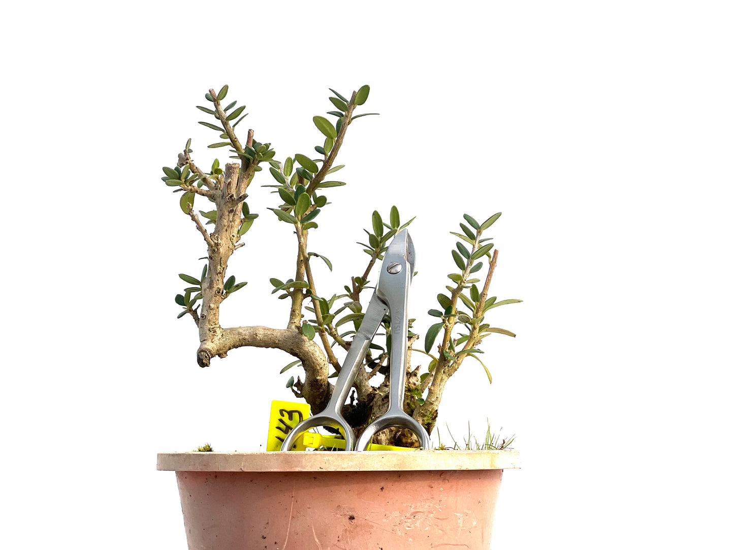 Olea Europaea Sylvestris 3143