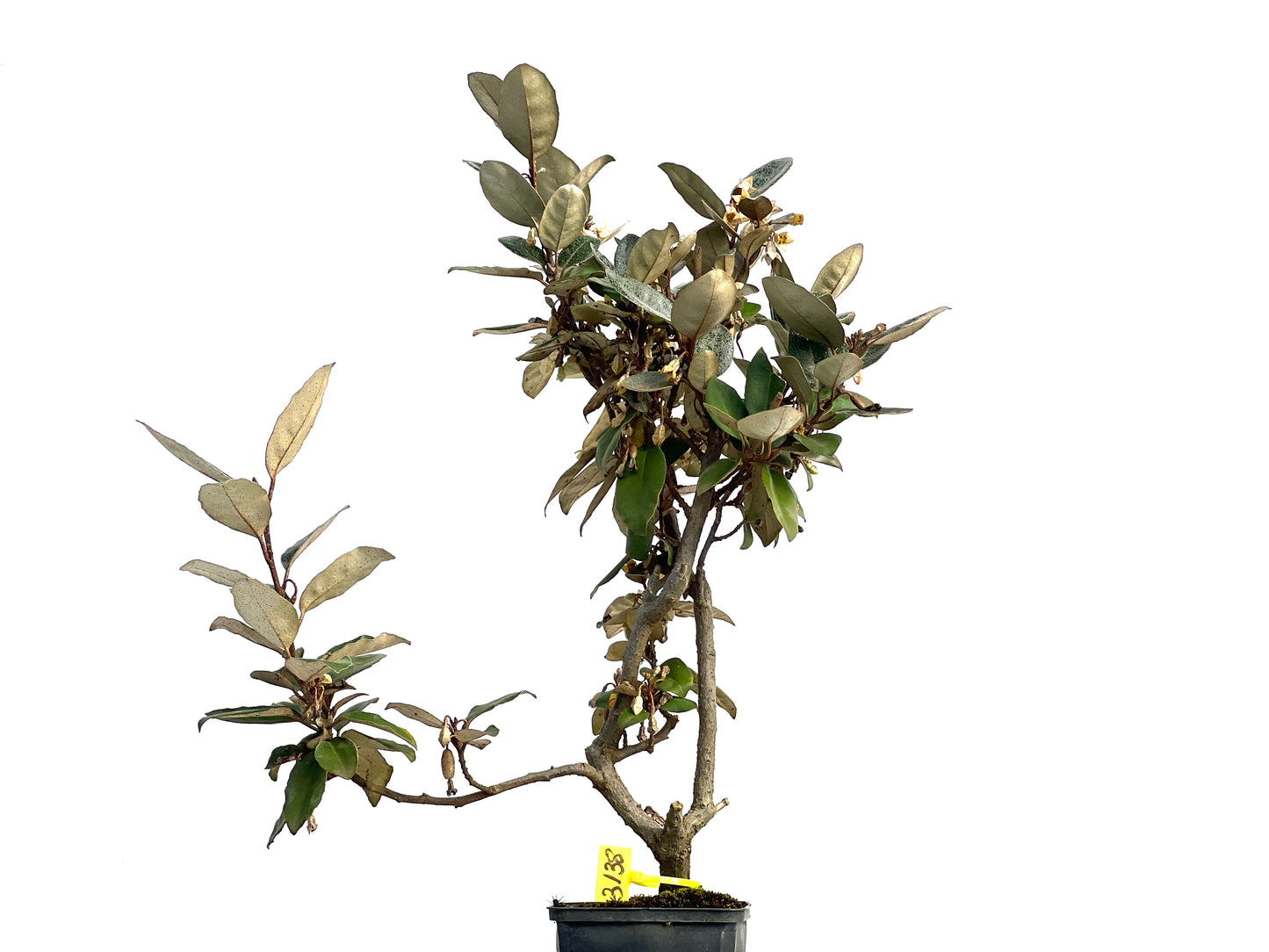 Eleagnus Pungens 3138