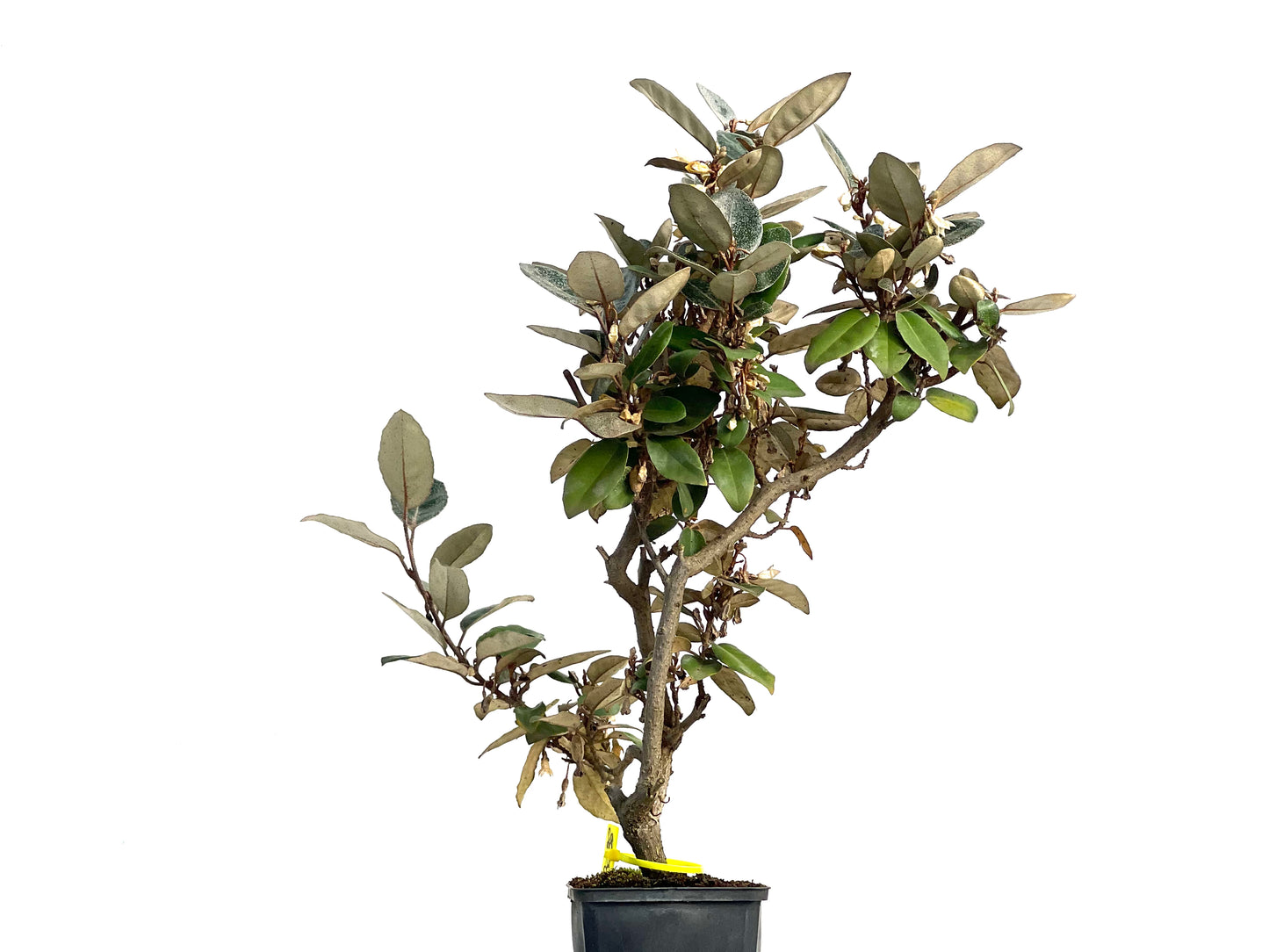 Eleagnus Pungens 3138