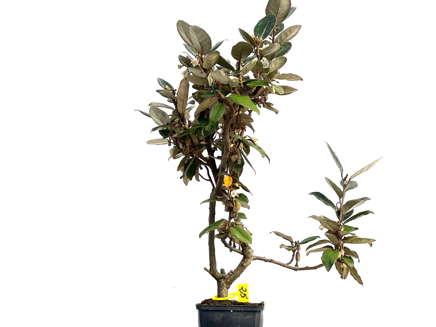 Eleagnus Pungens 3138