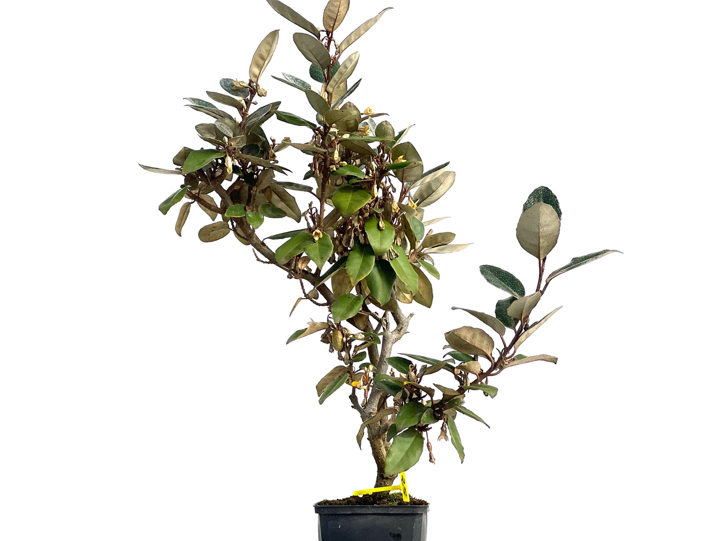 Eleagnus Pungens 3138