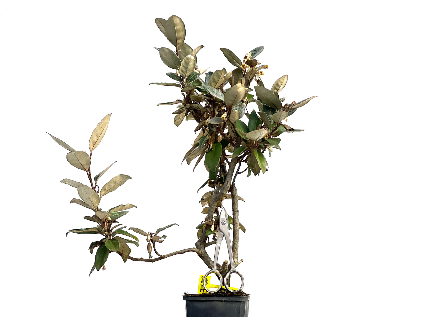 Eleagnus Pungens 3138