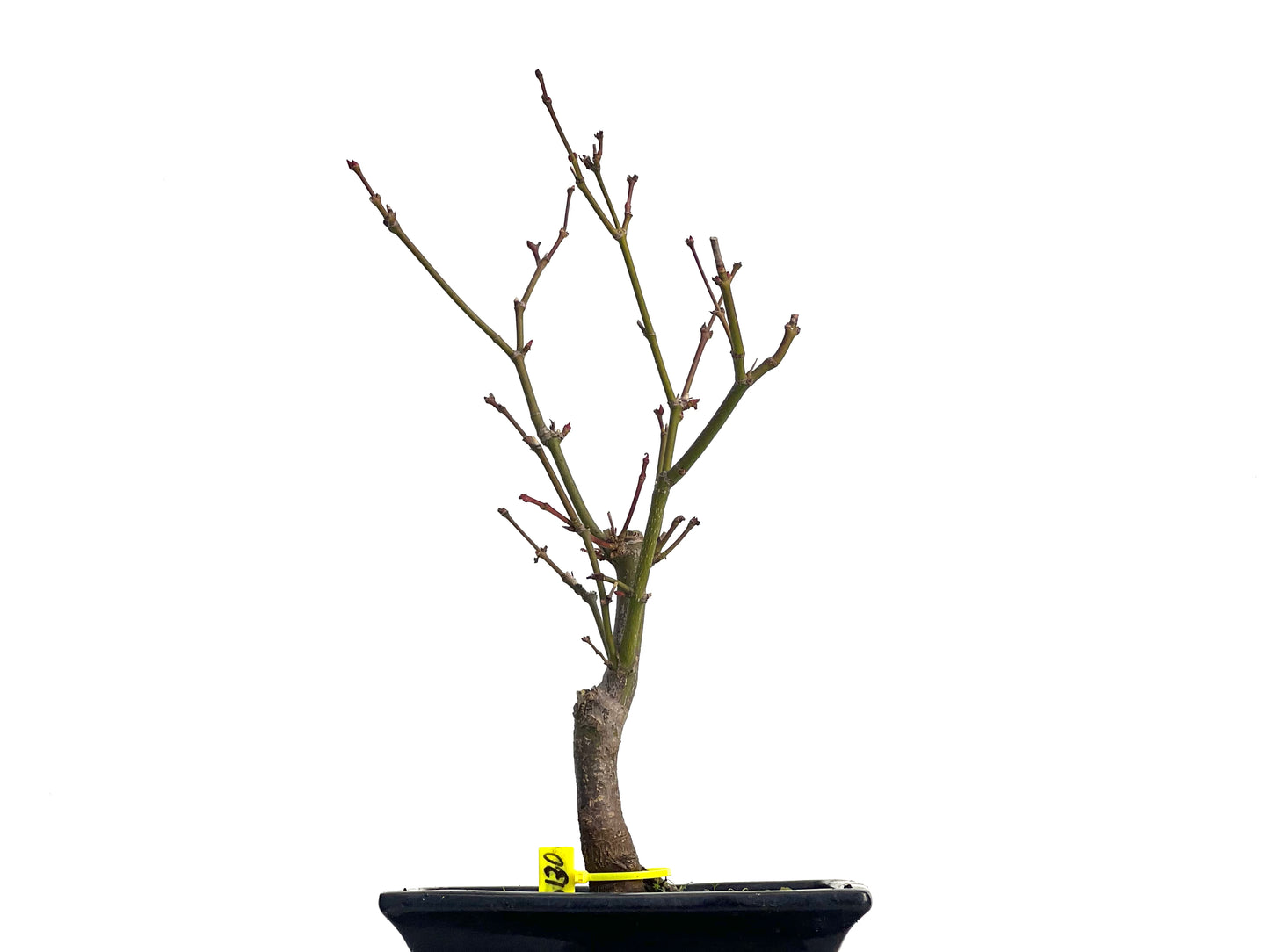 Acer Palmatum Atropurpureum 3130