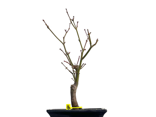 Acer Palmatum Atropurpureum 3130