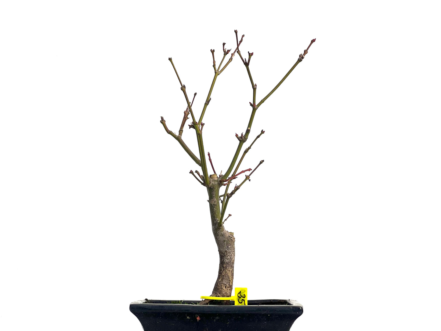 Acer Palmatum Atropurpureum 3130