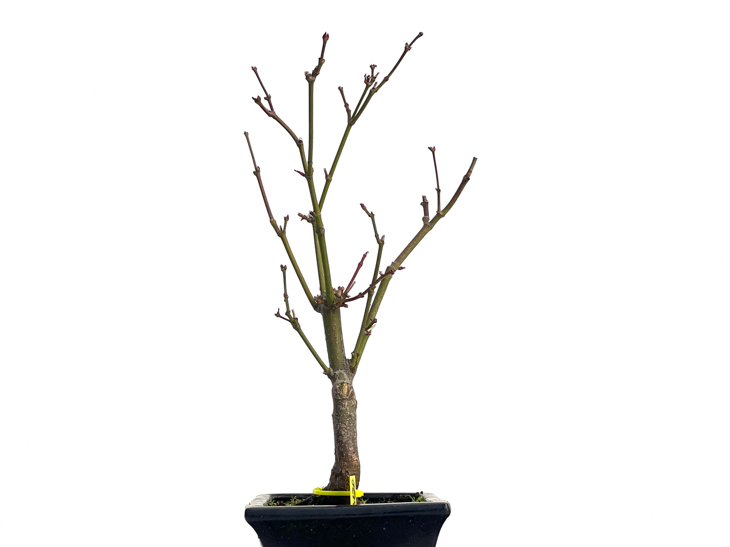 Acer Palmatum Atropurpureum 3130