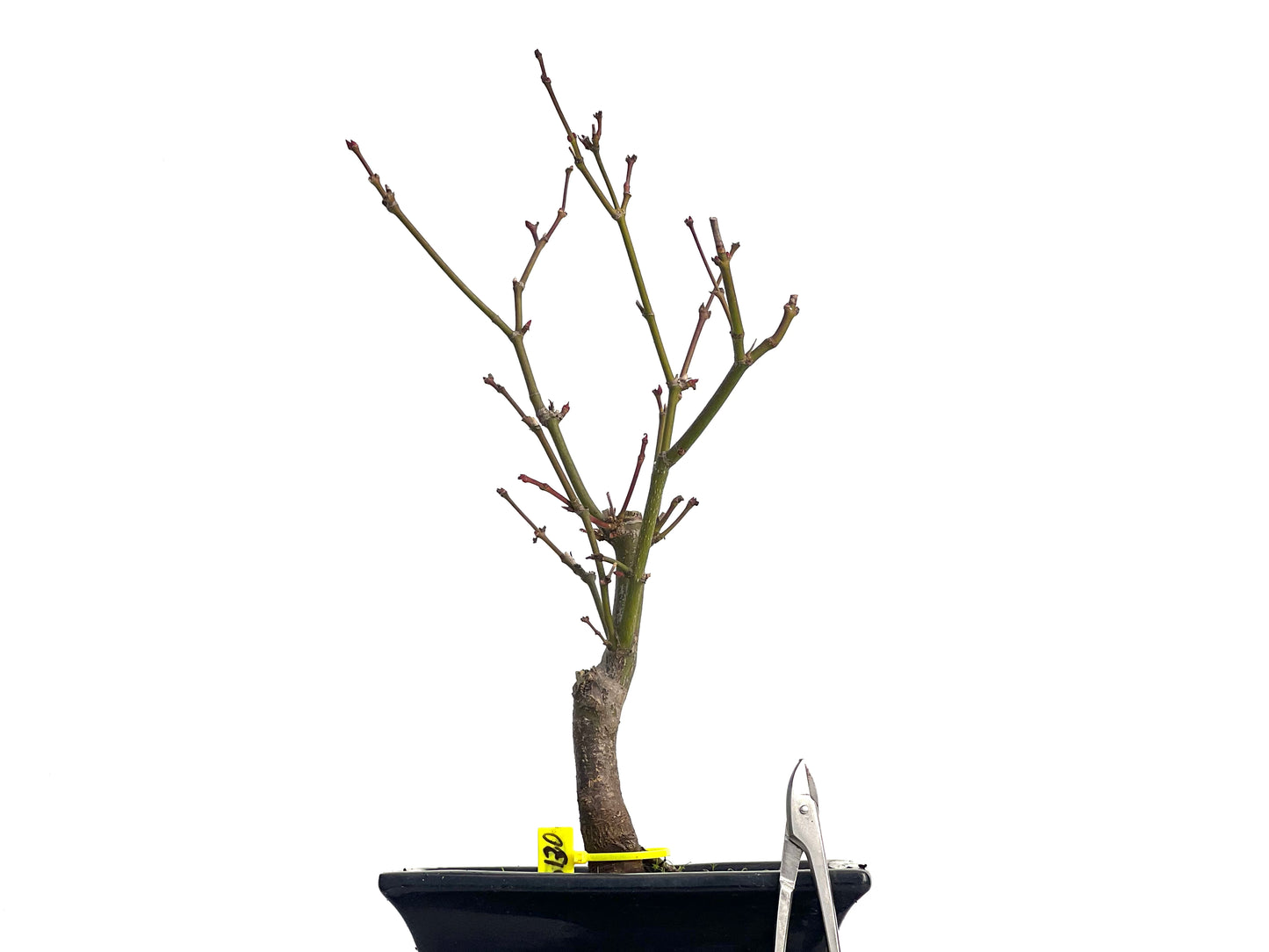 Acer Palmatum Atropurpureum 3130