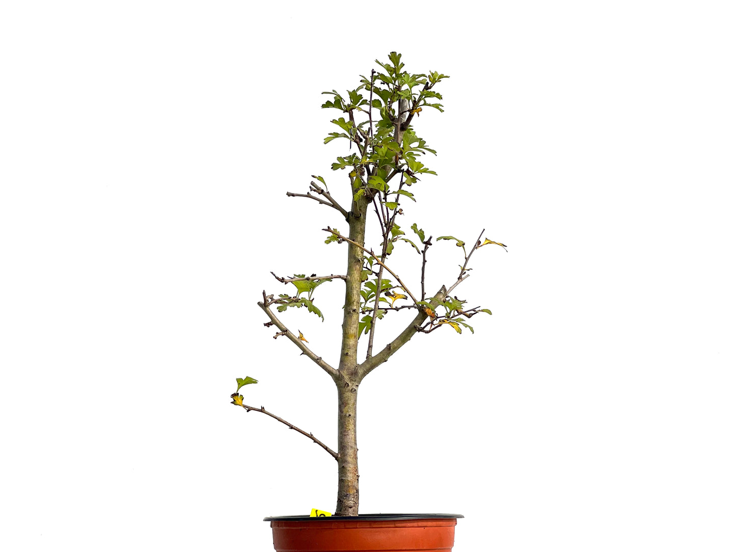 Crataegus Monogyna 3135